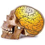 brain logo skull